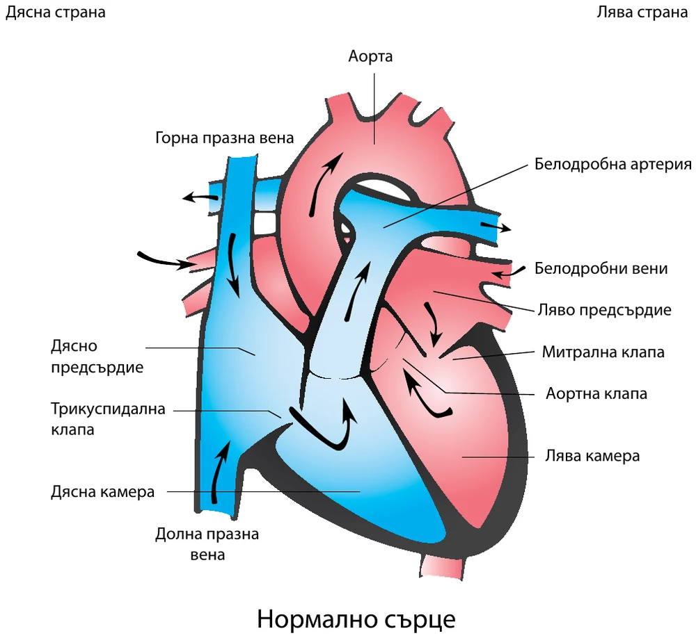 Схема на здраво сърце с означени кухини, клапи и големи съдове